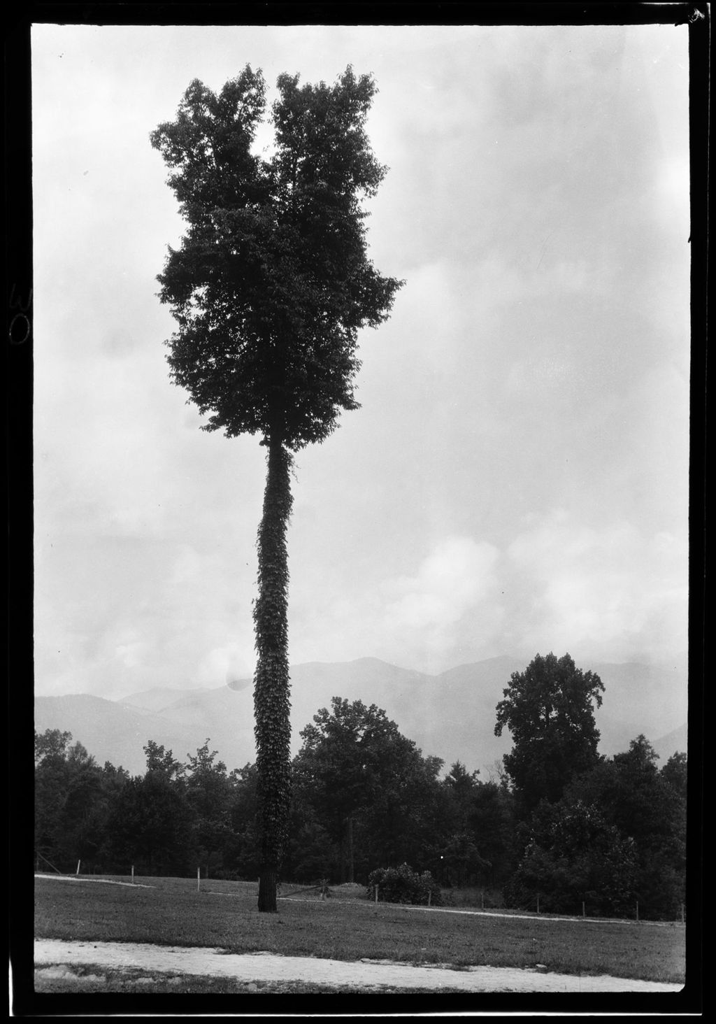 Miniature of Unusual Shaped Tree At Blue Ridge