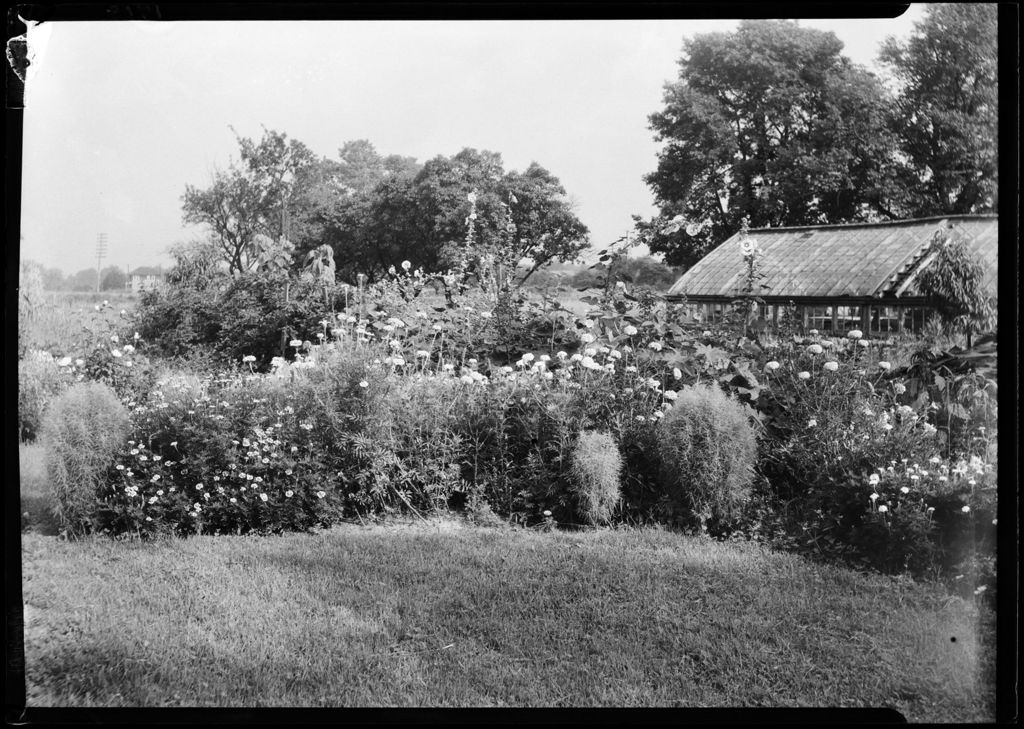 Miniature of Large Pansy Garden, George French's In, New Jersey