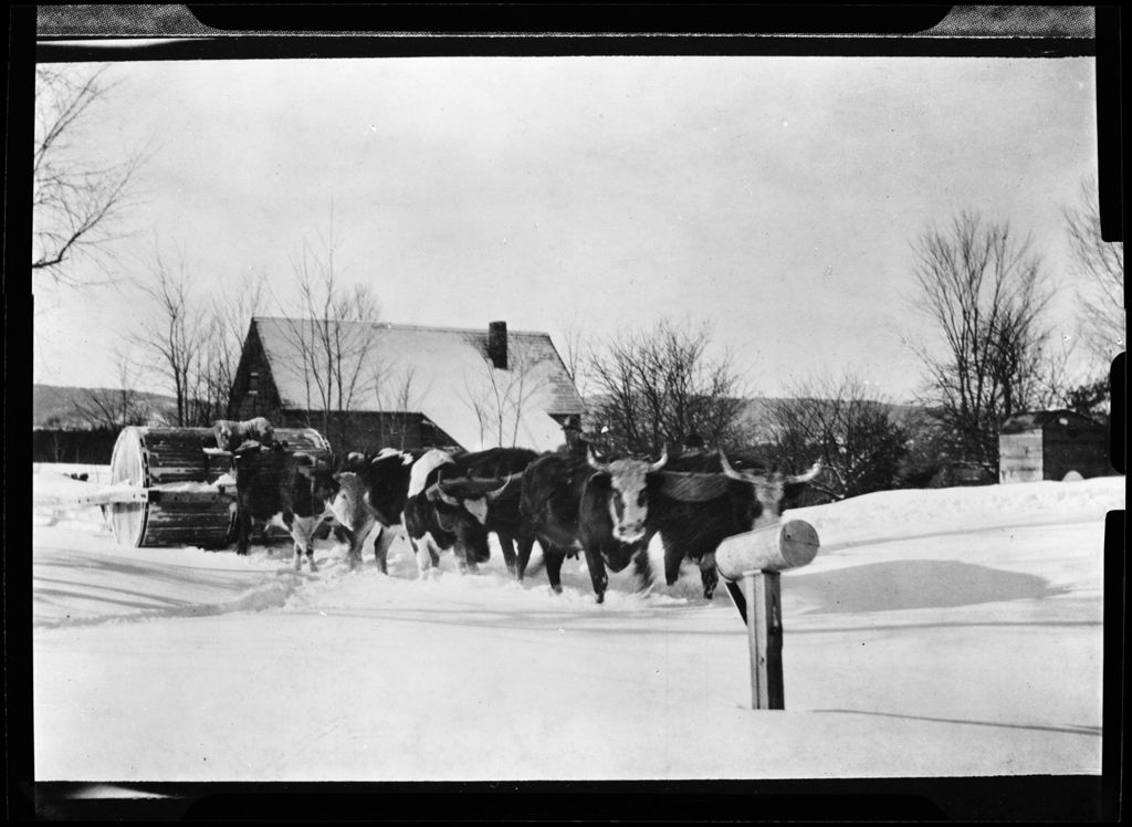 Miniature of Oxen Pulling A Snow Roller In Parsonfield . "Snow Roller By Our Shop"