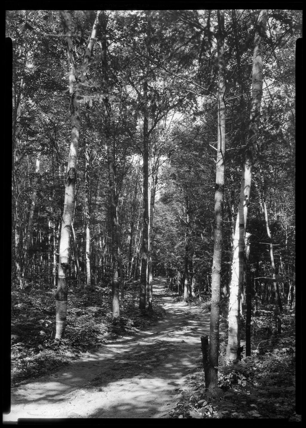 Miniature of Road Through Sunlit Forest In Fryeburg