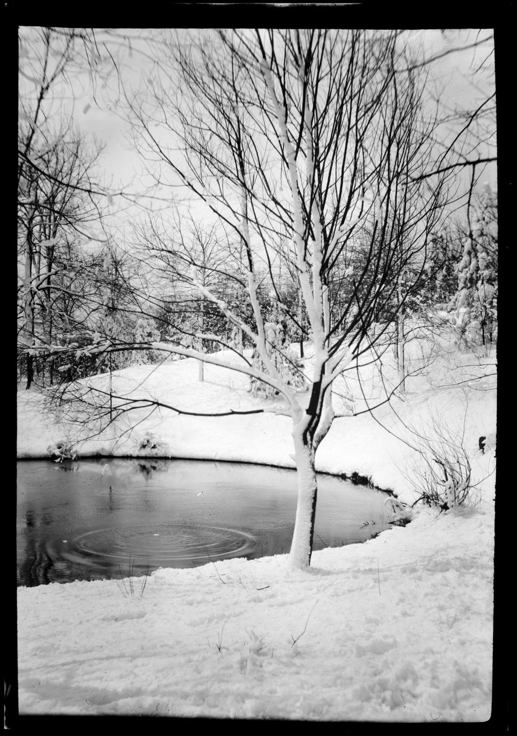 Miniature of Snow Laden Tree Beside The Road