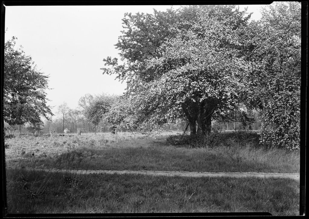 Miniature of Apple Trees In Blossom