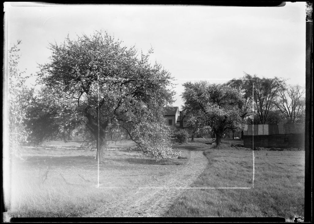 Miniature of Apple Trees In Blossom