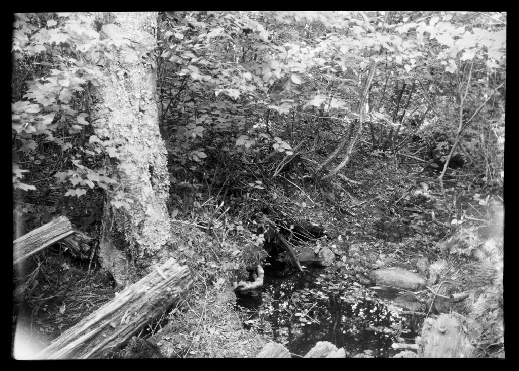 Miniature of Brook In Woods. "Book Below Field"