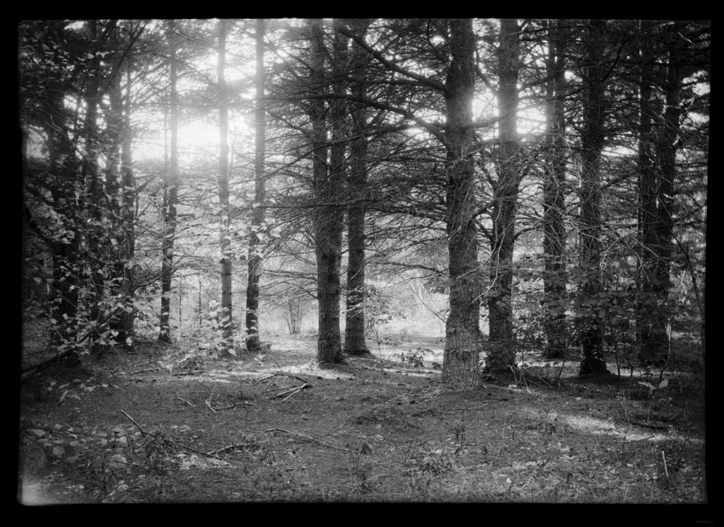 Miniature of A Stand Of Trees (Pine).