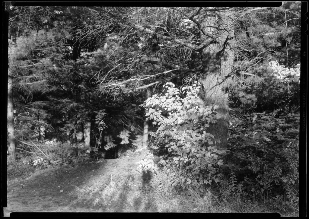 Miniature of Trees Near Road.