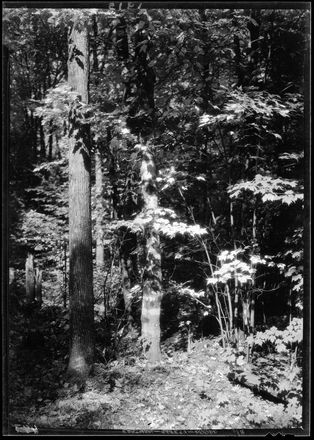 Miniature of A Stand Of Trees.