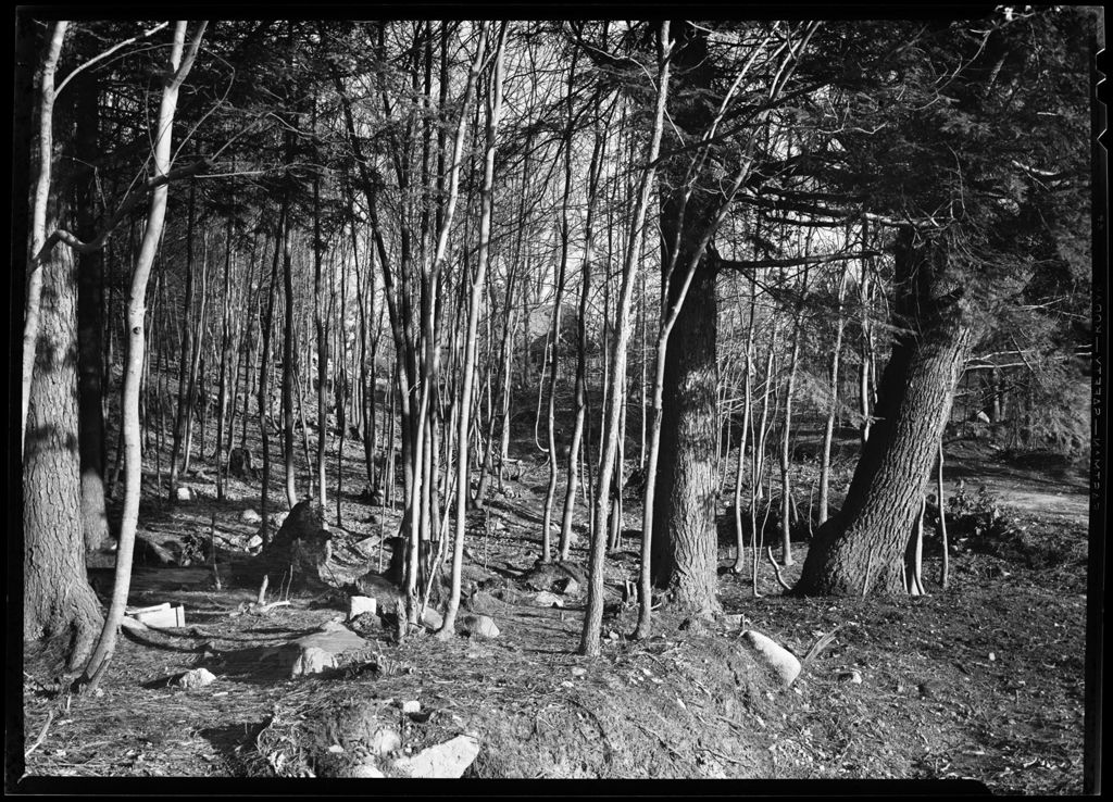 Miniature of Sunlit Forest