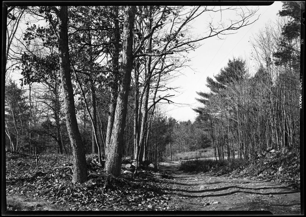 Miniature of Road Through Woods
