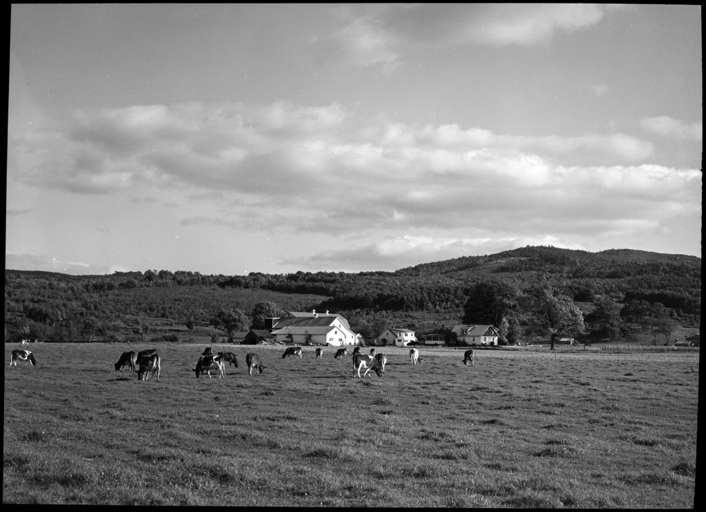 Miniature of Cows In A Field In Guilford 1951-52