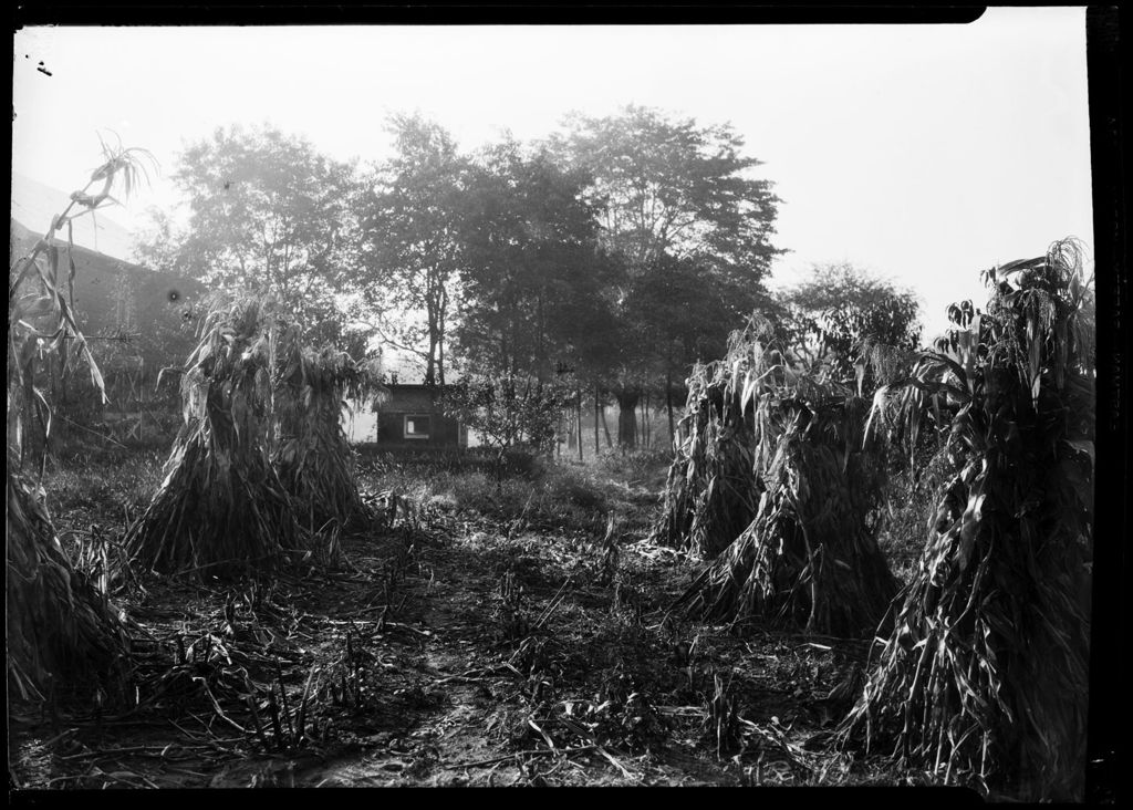 Miniature of Sheaves Of Cornstalks In Garden