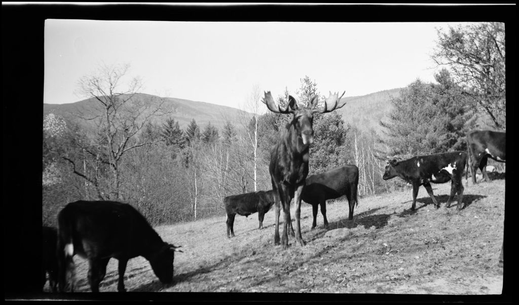Miniature of A Moose In With The Cows (From Will's 3a)