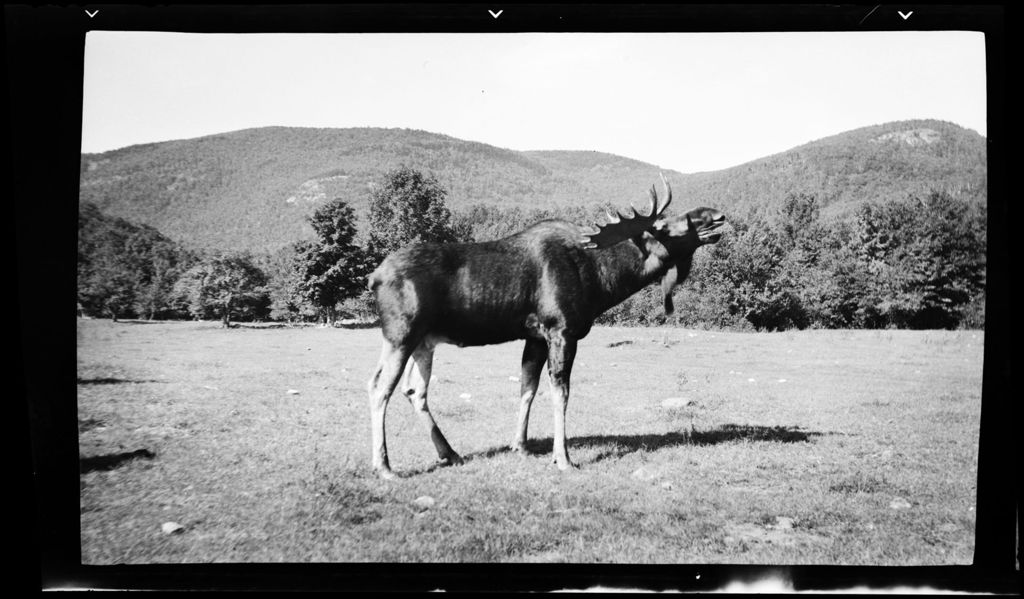 Miniature of A Moose