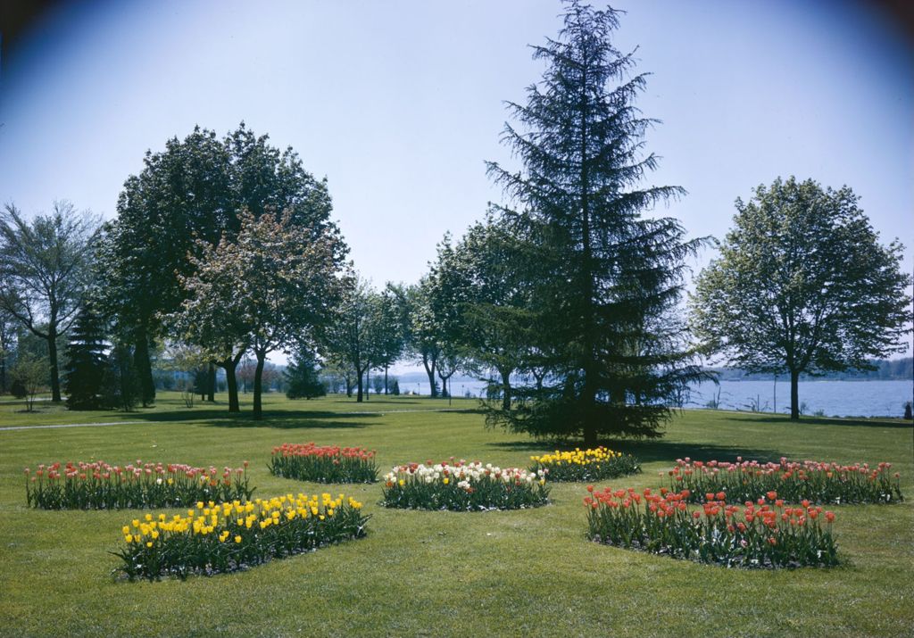 Miniature of Tulip Gardens In Holland, Michigan