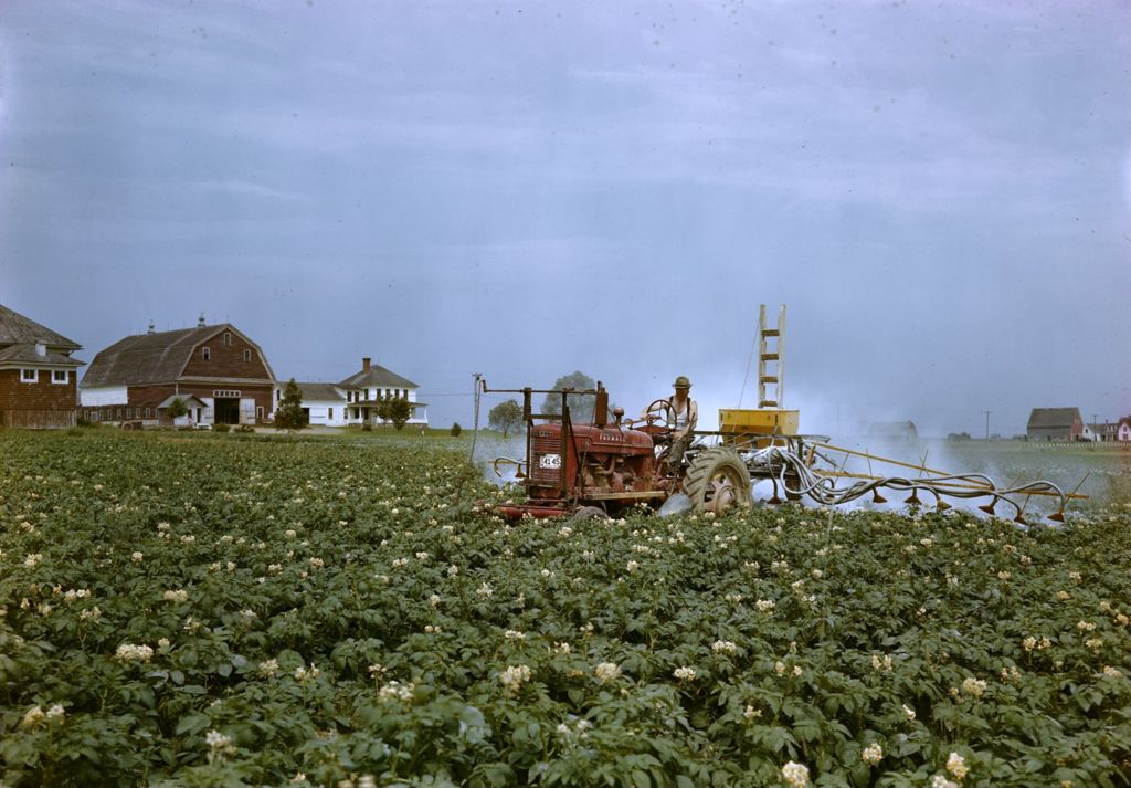 Miniature of Farmer Crop Dusting A Potato Field In Bloom In Caribou, Farmhouse In Background