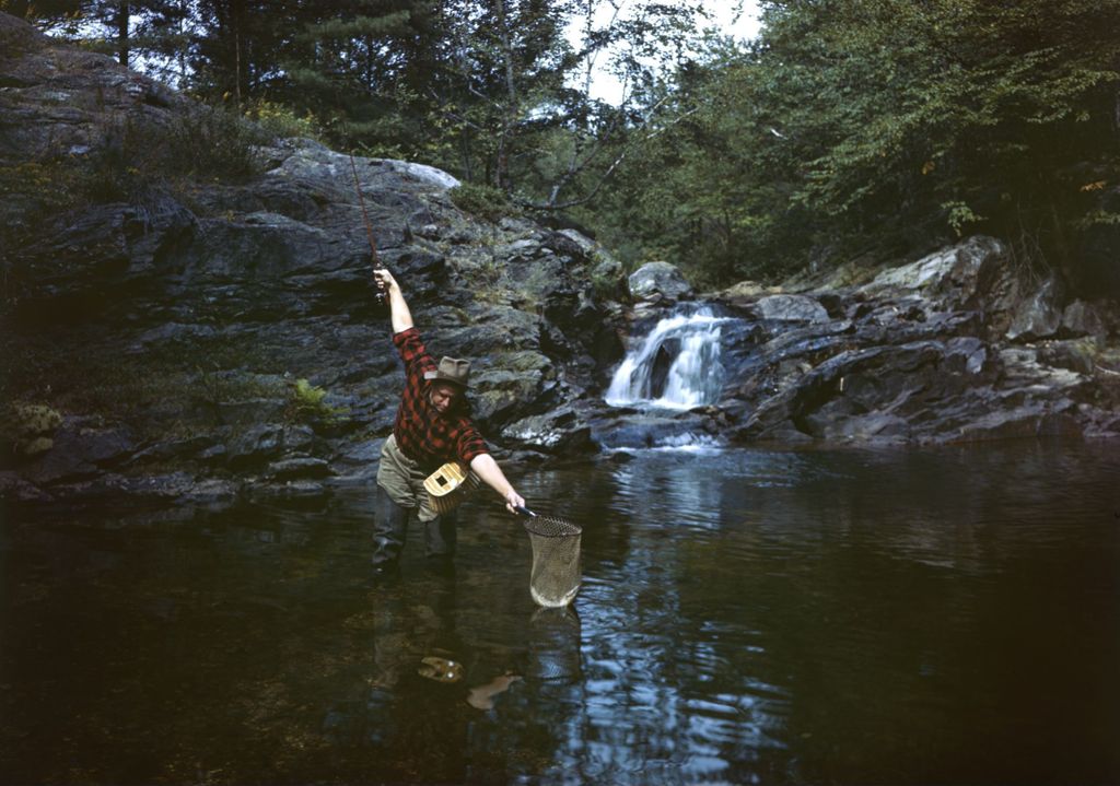 Miniature of Man Standing In Great Brook In Stoneham Netting A Fish