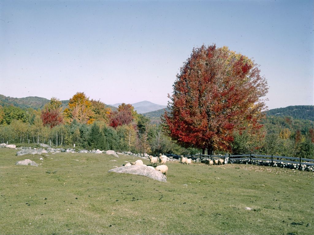 Miniature of Stonewalls, Fields, Mountain Views And Fall Foliage