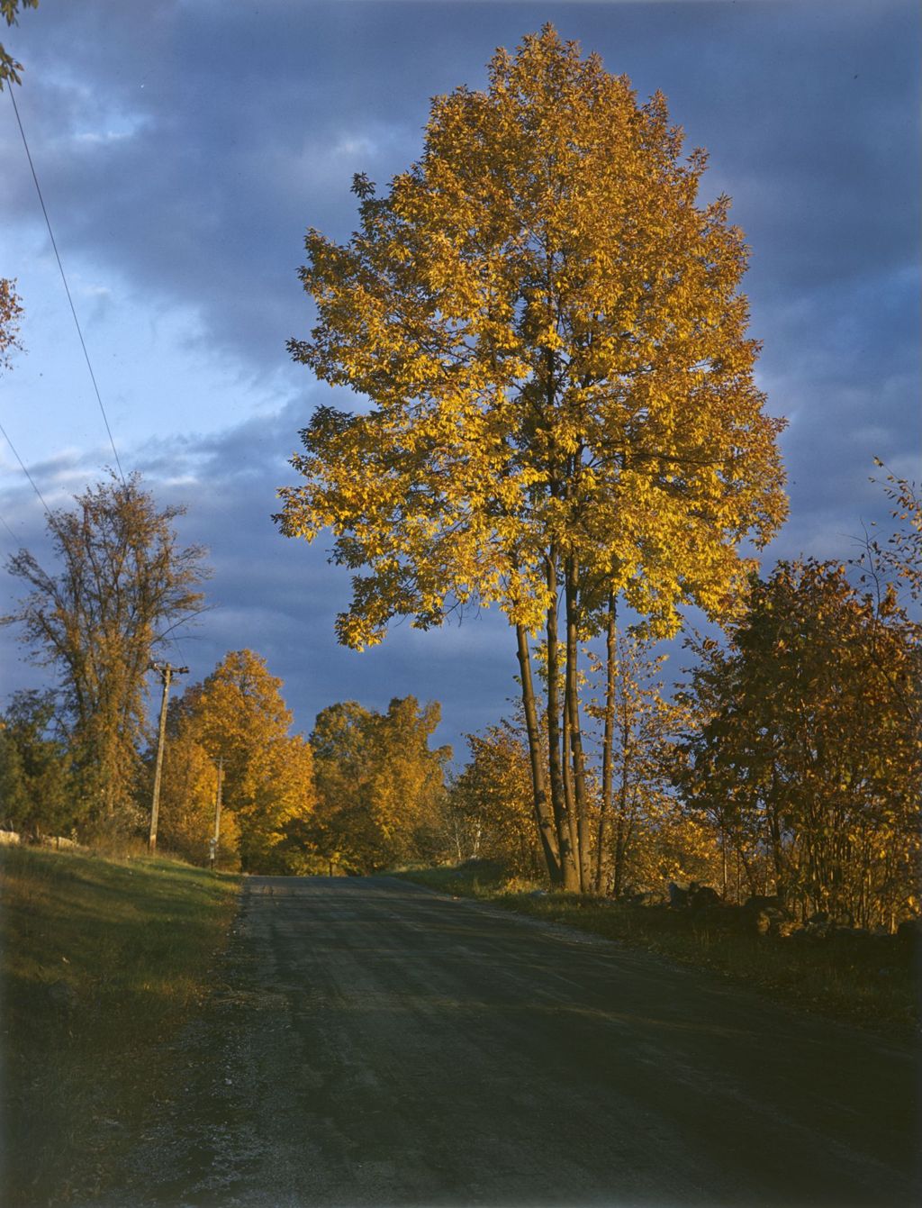 Miniature of [Road with large colorful tree]