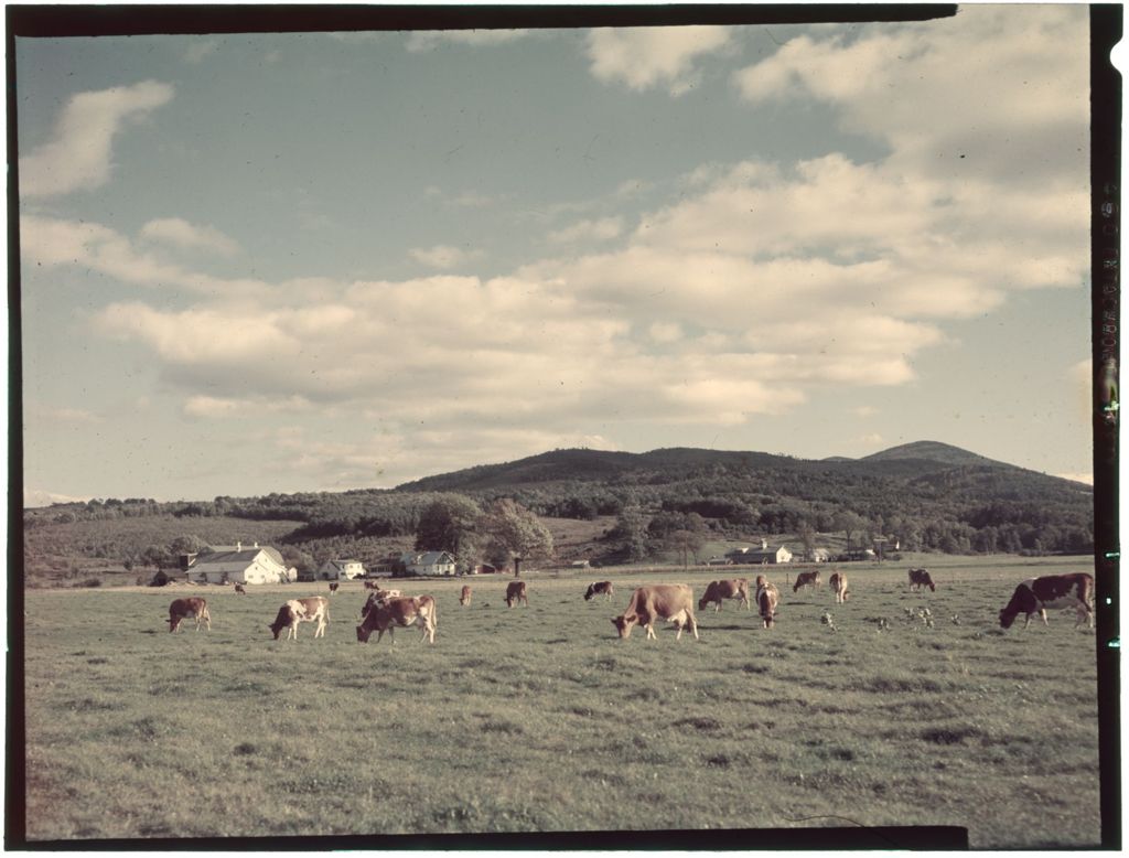 Miniature of [Field with cows]
