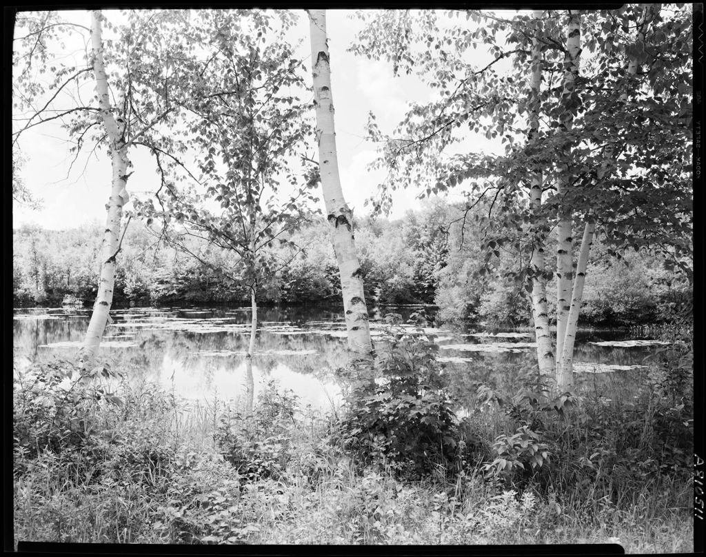 Miniature of View Through Birches To Pond Behind In Kents Hill