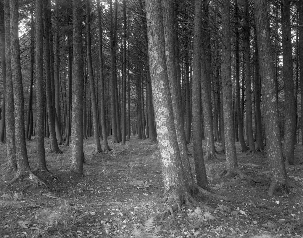 Miniature of A Hemlock Grove