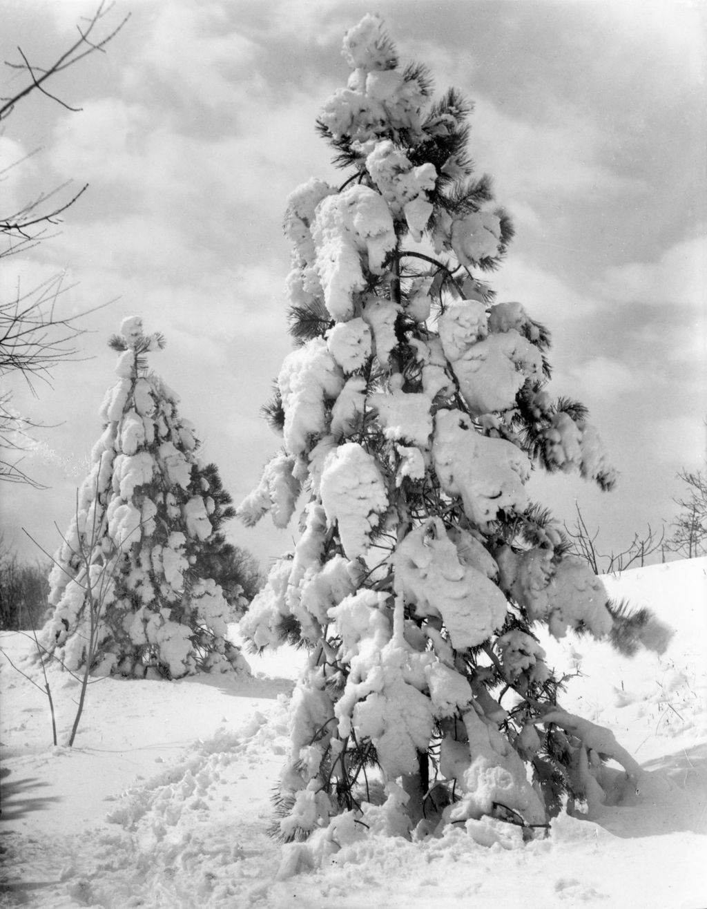 Miniature of Snow Laden Pine Trees In Winter