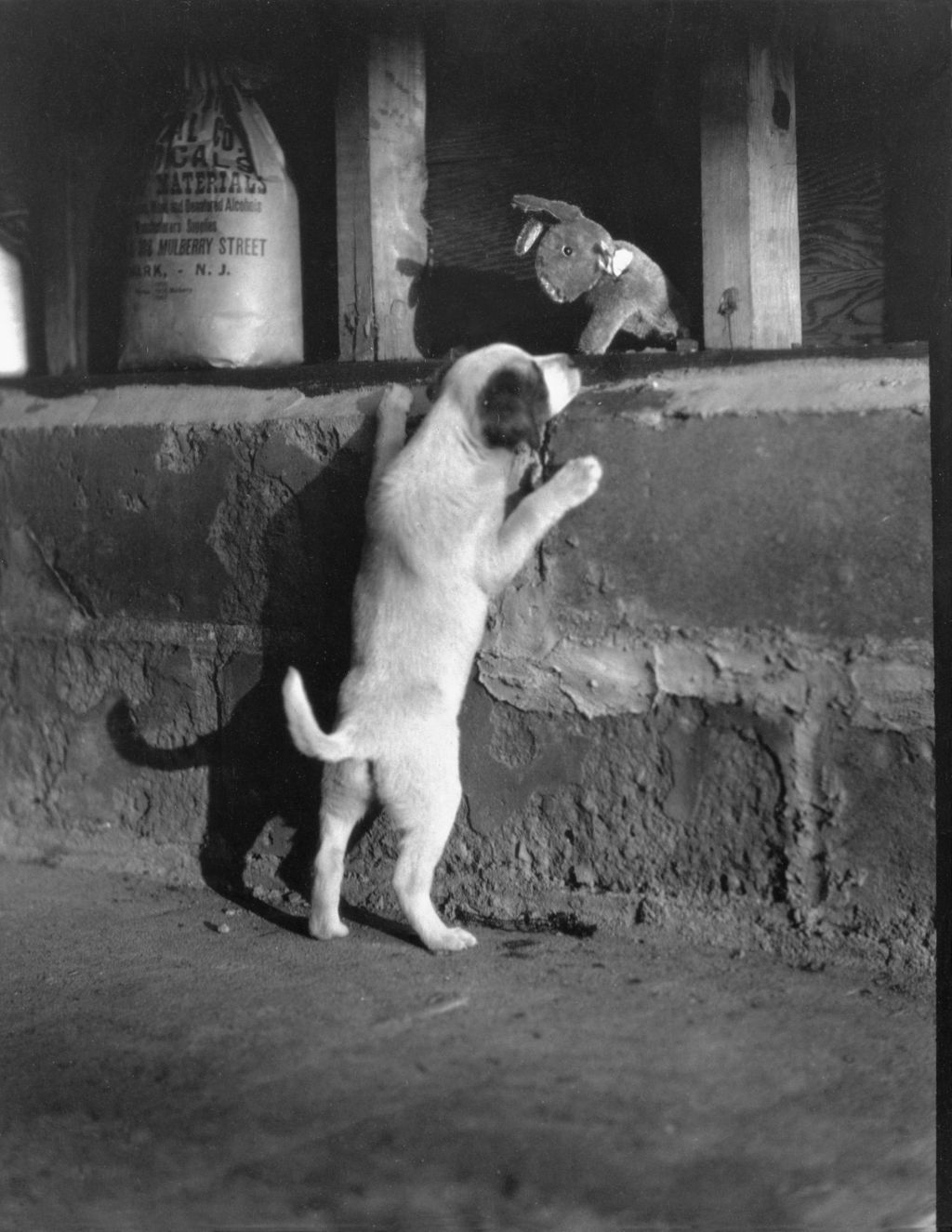 Miniature of Inquisitive Puppy Sniffing Out A Toy Rabbit On A Shelf