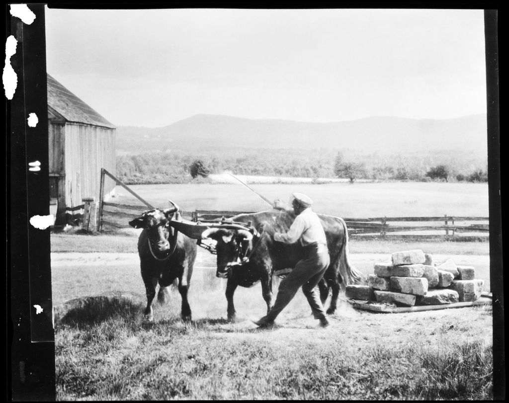 Miniature of Man With Team Of Oxen Pulling A Weighted Sled