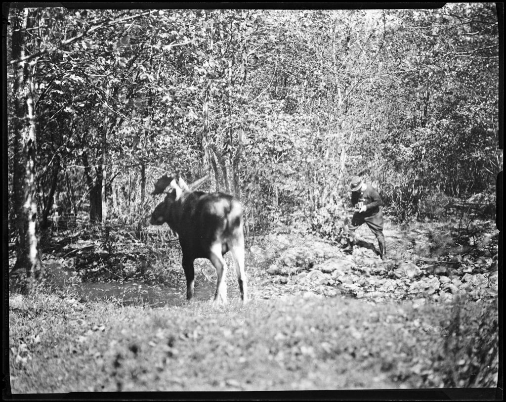 Miniature of Close-up Of Bill Taking A Picture Of A Moose In The Woods