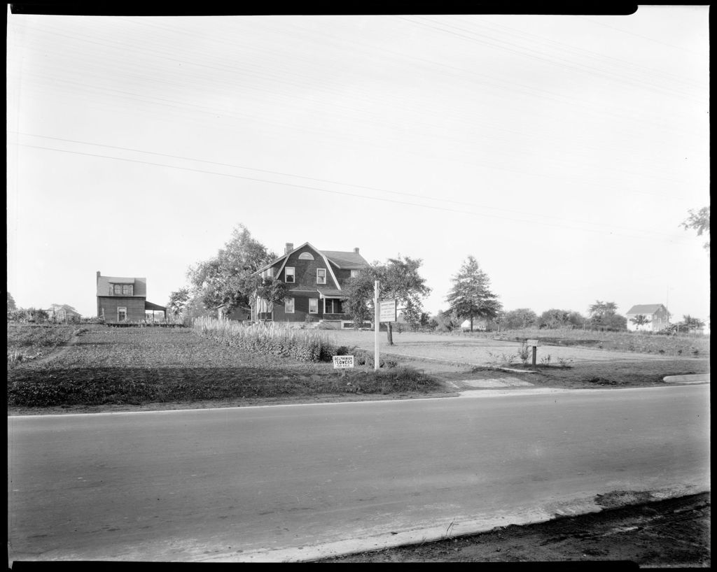 Miniature of George French's Flower Business In New Jersey "Barbara's Gardens" Delphinium Flowers For Sale.