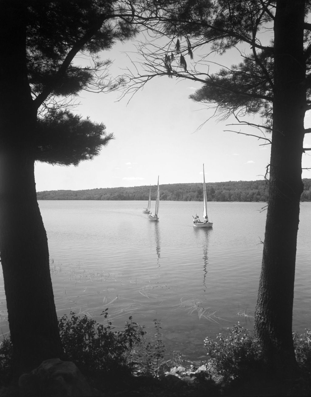 Miniature of Three Small Sailboats Under Way On Damariscotta Lake