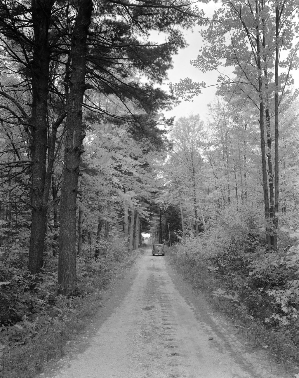 Miniature of Road Through The Forest In Brownfield