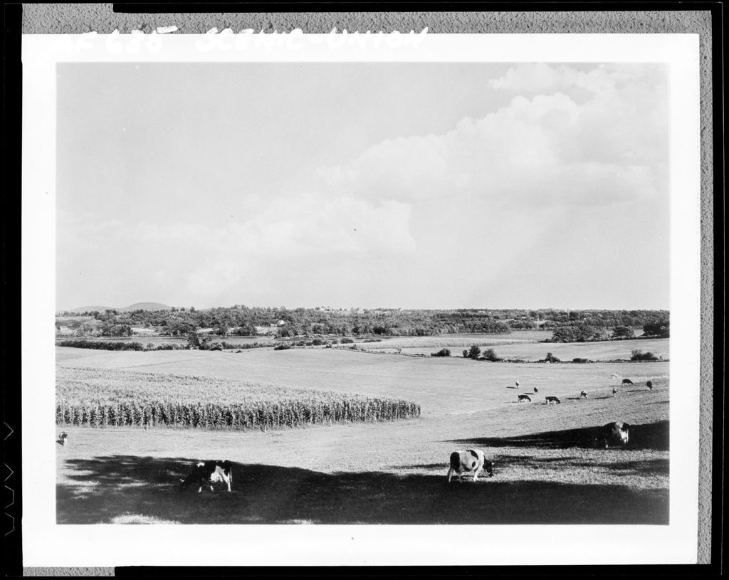 Miniature of Cattle Grazing In A Pasture Near A Cornfield In Union
