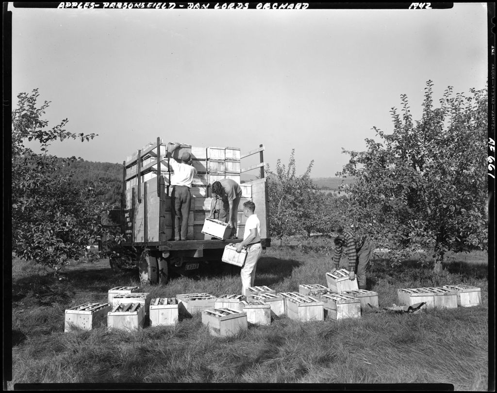 Miniature of Workers Loading Apple Crates On To A Truck In Lord's Orchard--Parsonsfield