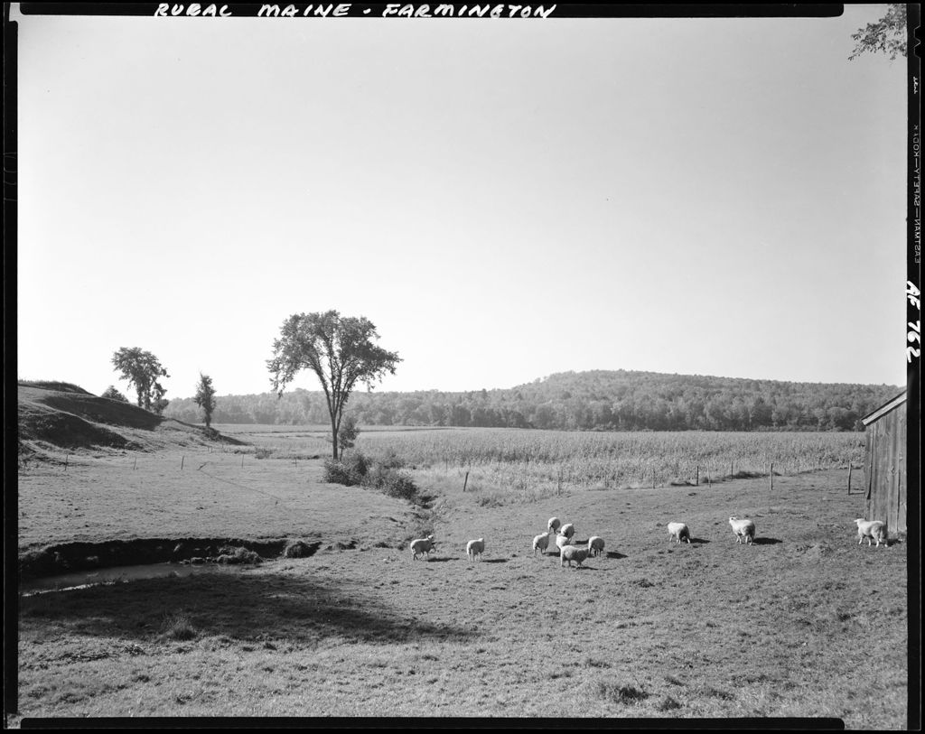 Miniature of Sheep Grazing In A Wide Open Pasture In Farmington