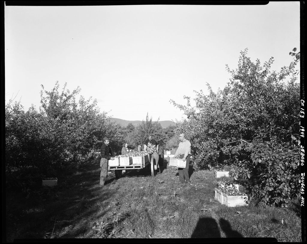 Miniature of Picking Apples At Douglas Hill