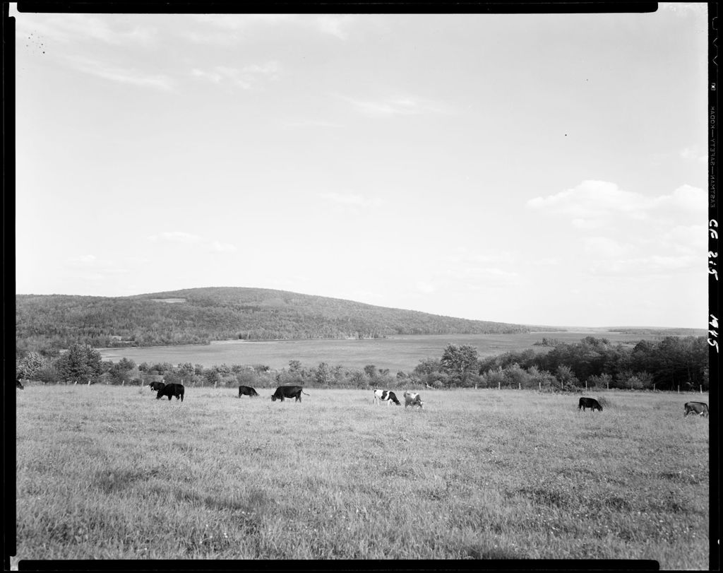 Miniature of Small Herd Of Cattle In Field In Island Falls, Mattawamkeag Lake In The Background
