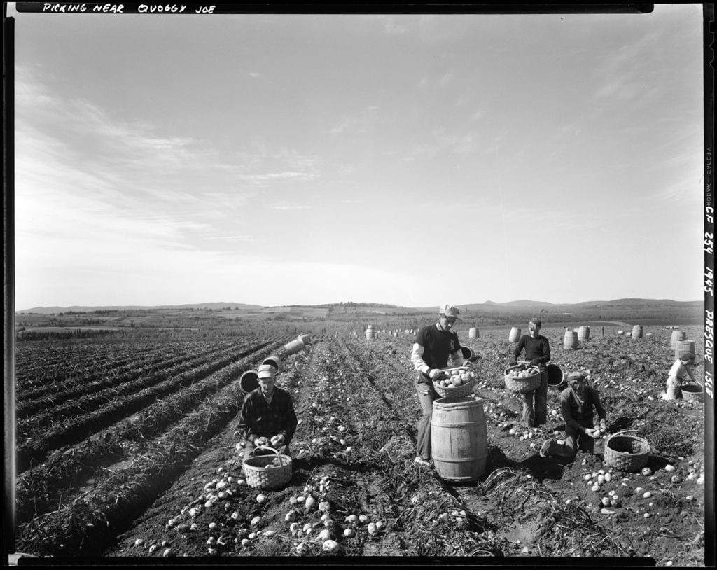 Miniature of Workers Harvesting Potatoes Into Bushel Baskets And Dumping Them Into Barrels In Presque Isle