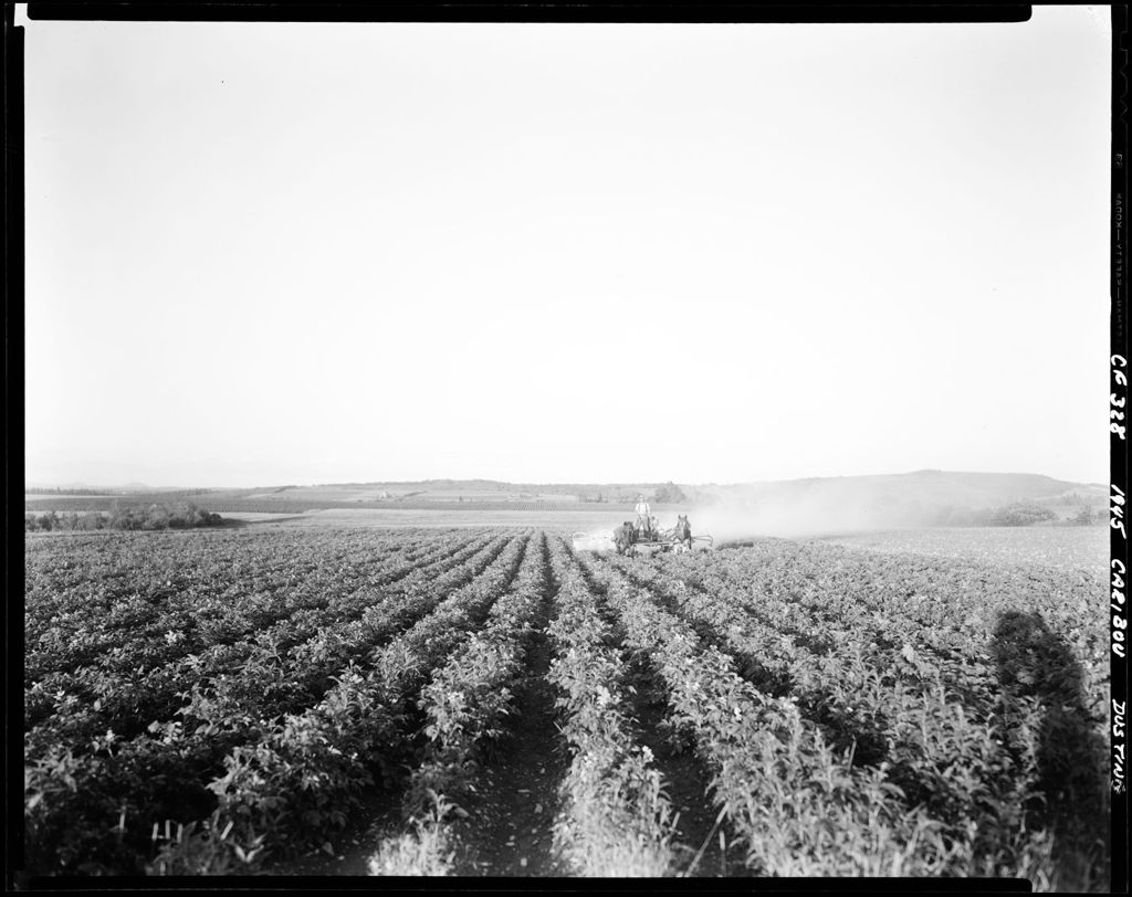 Miniature of Worker Using A Tractor To Spray A Potato Field In Caribou