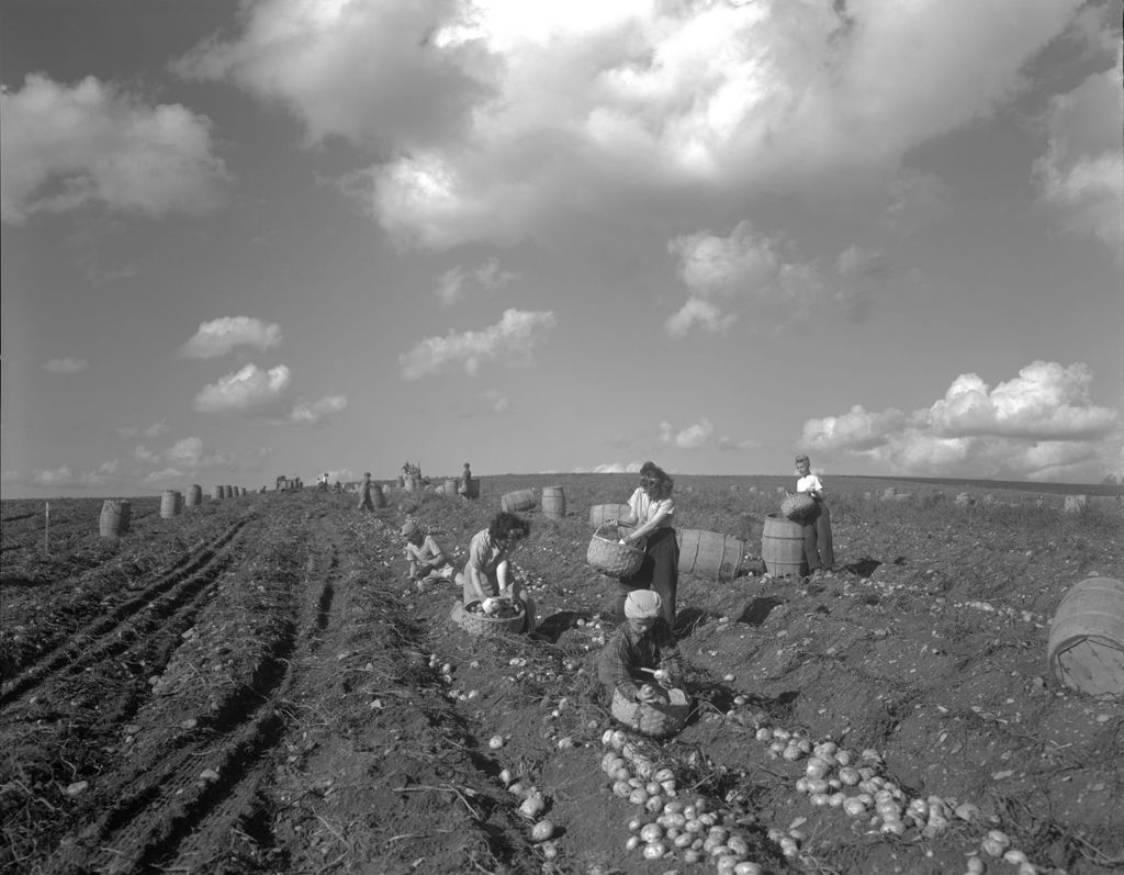 Miniature of Workers Harvesting Potatoes In Fort Fairfield