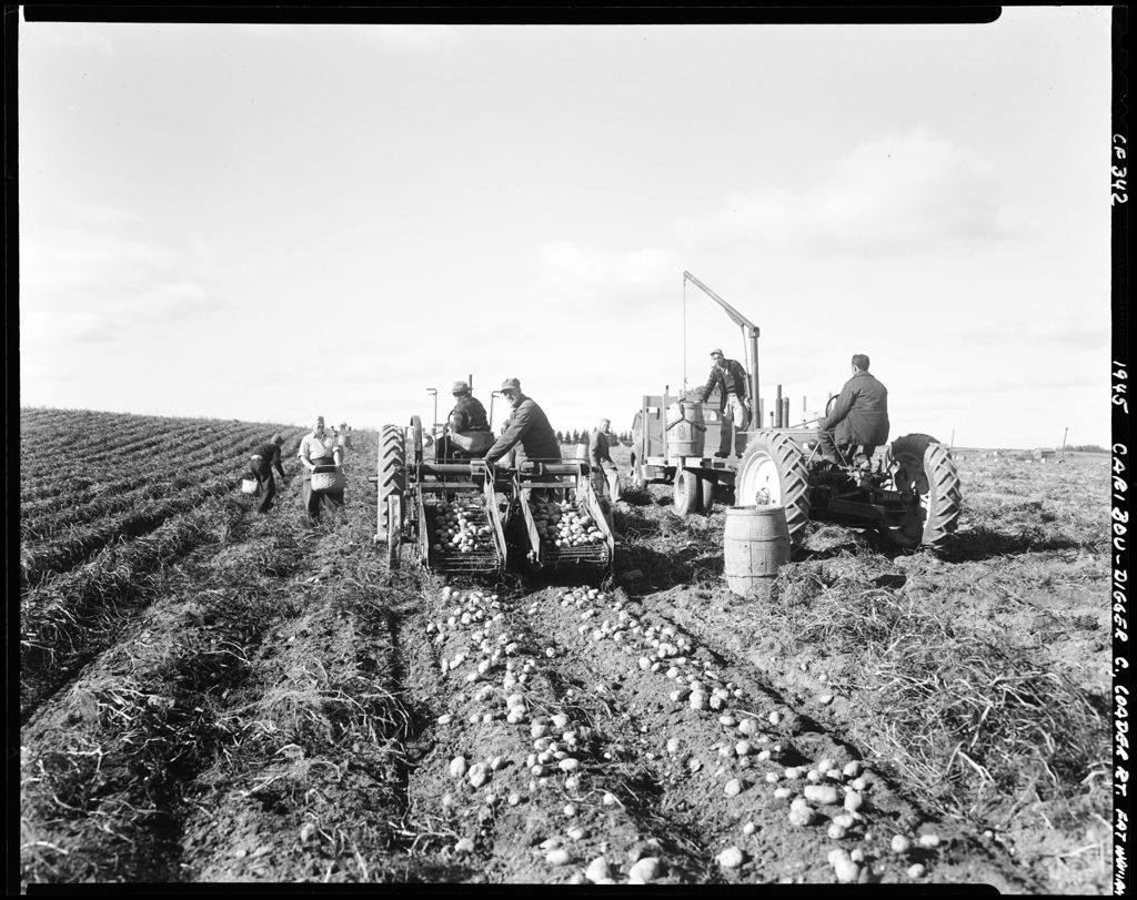 Miniature of Workers Using A Harvester To Dig Potatoes, Other Workers Unloading Barrels From A Truck