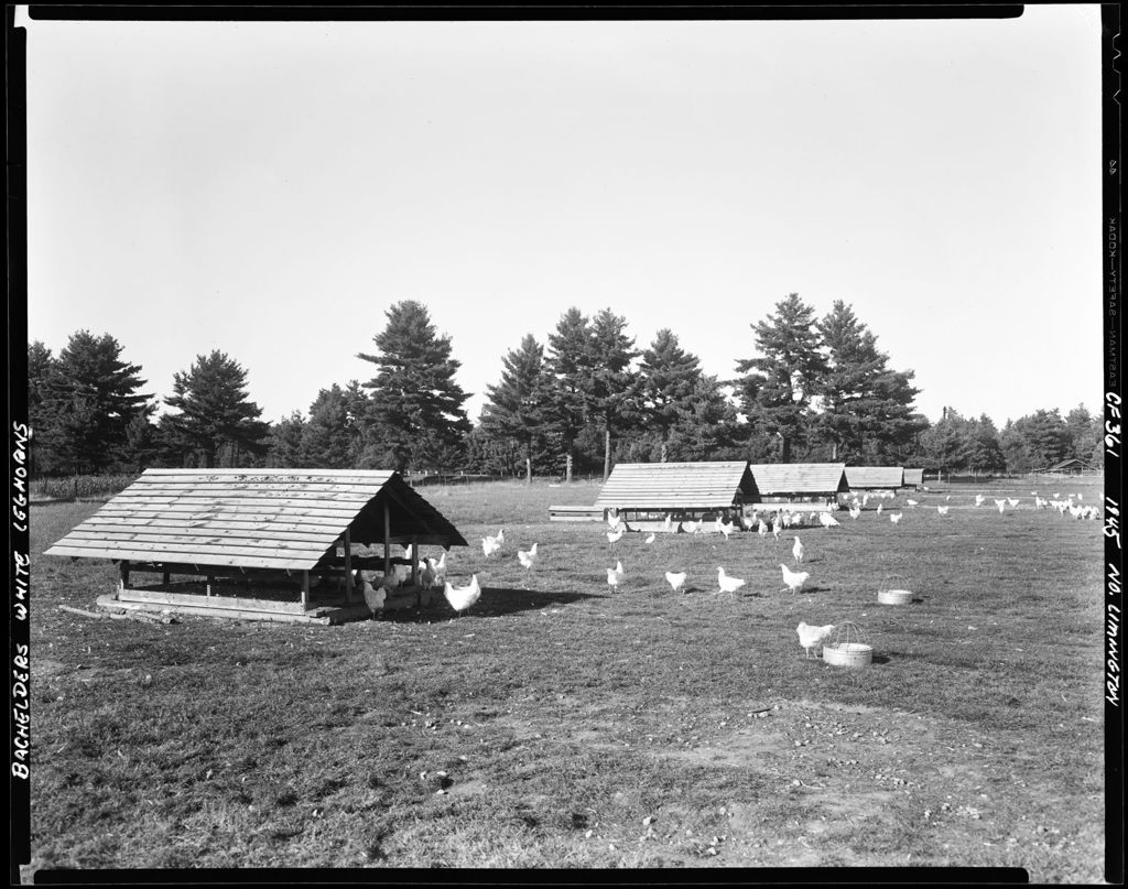 Miniature of Chickens Out In A Yard In Limington