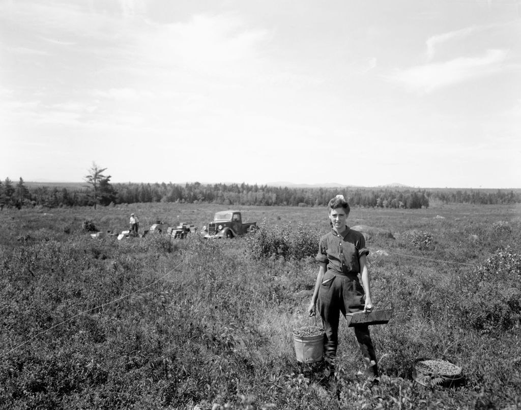 Miniature of Girl In Blueberry Field With Pail And Rake In Columbia