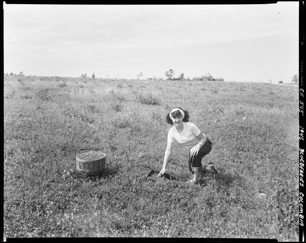 Miniature of Girl Kneeling In Blueberry Field At Coffins In Columbia