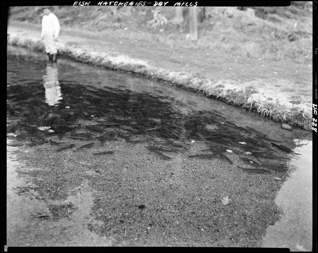 Miniature of Fish Hatchery In Dry Mills With Large Fish Swimming Around