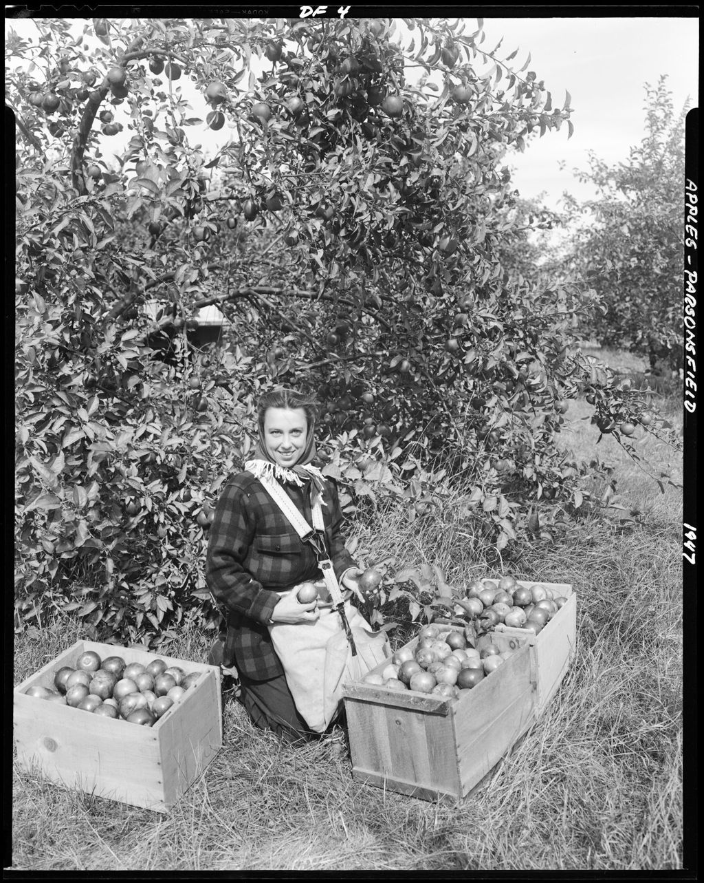 Miniature of Picking Apples In Parsonsfield