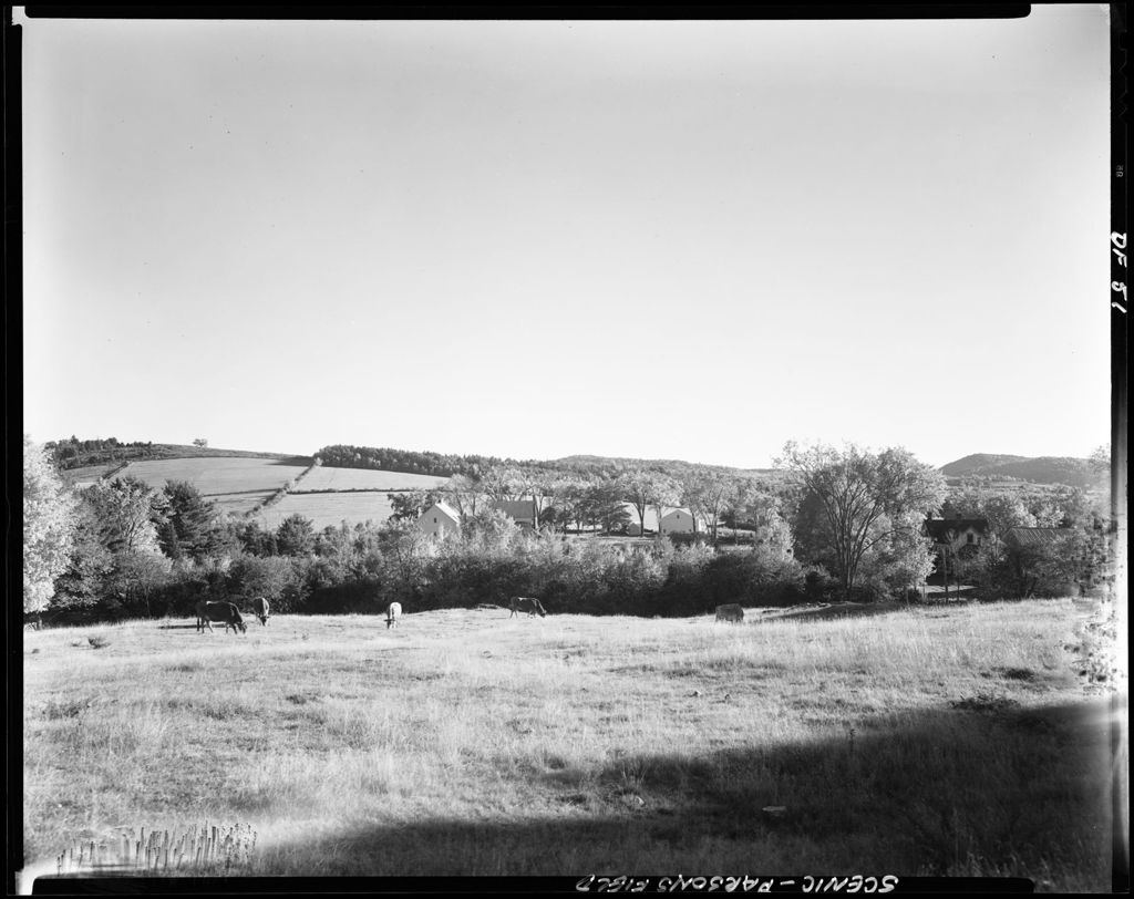 Miniature of Cattle Grazing In Pasture, Fields Bisected By Stone Walls In Background In Parsonsfield