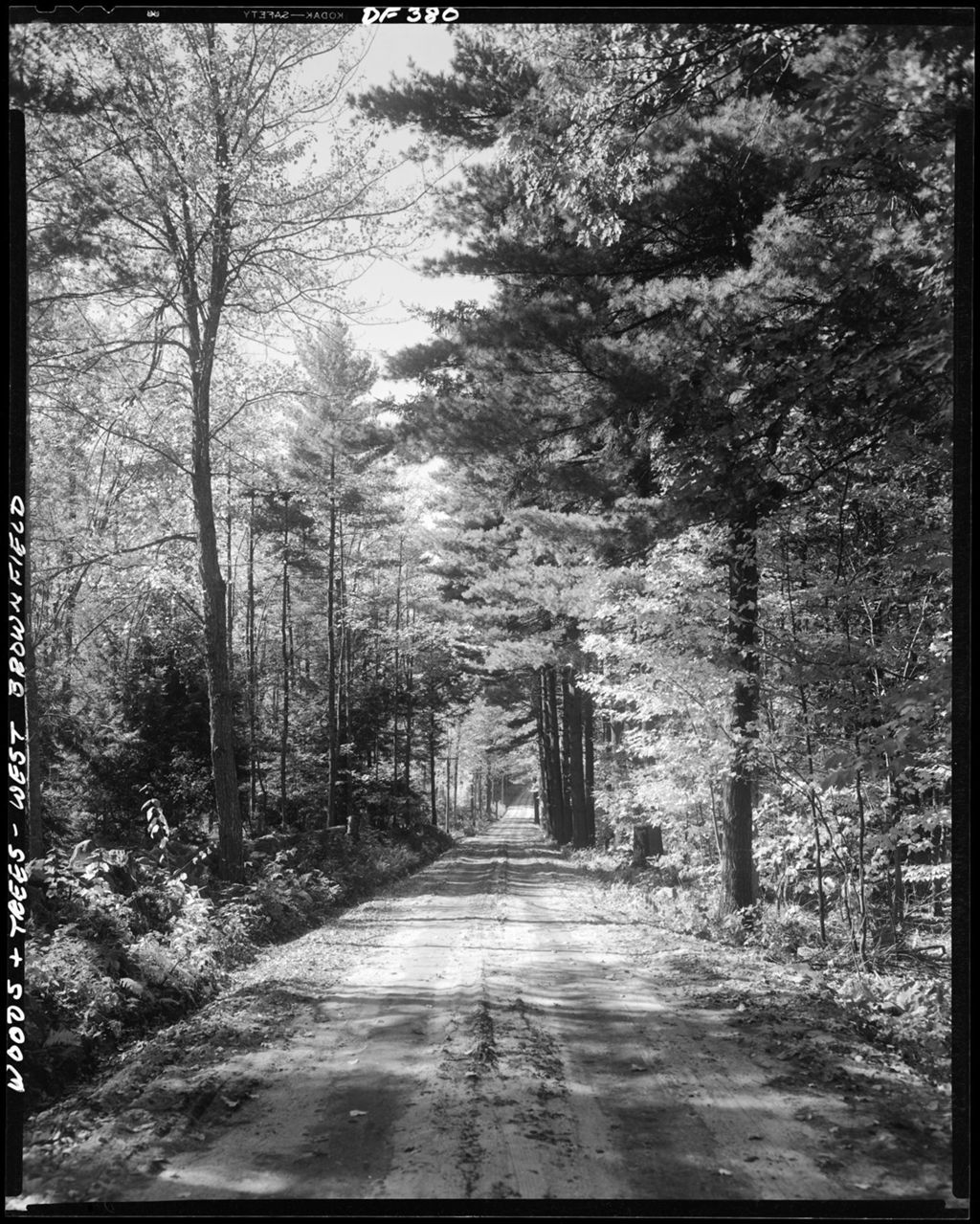 Miniature of Long Narrow Gravel Road Through Pine Forest In West Brownfield