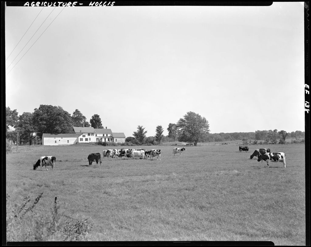 Miniature of Cows Out To Pasture; Farm Buildings In Background In Hollis