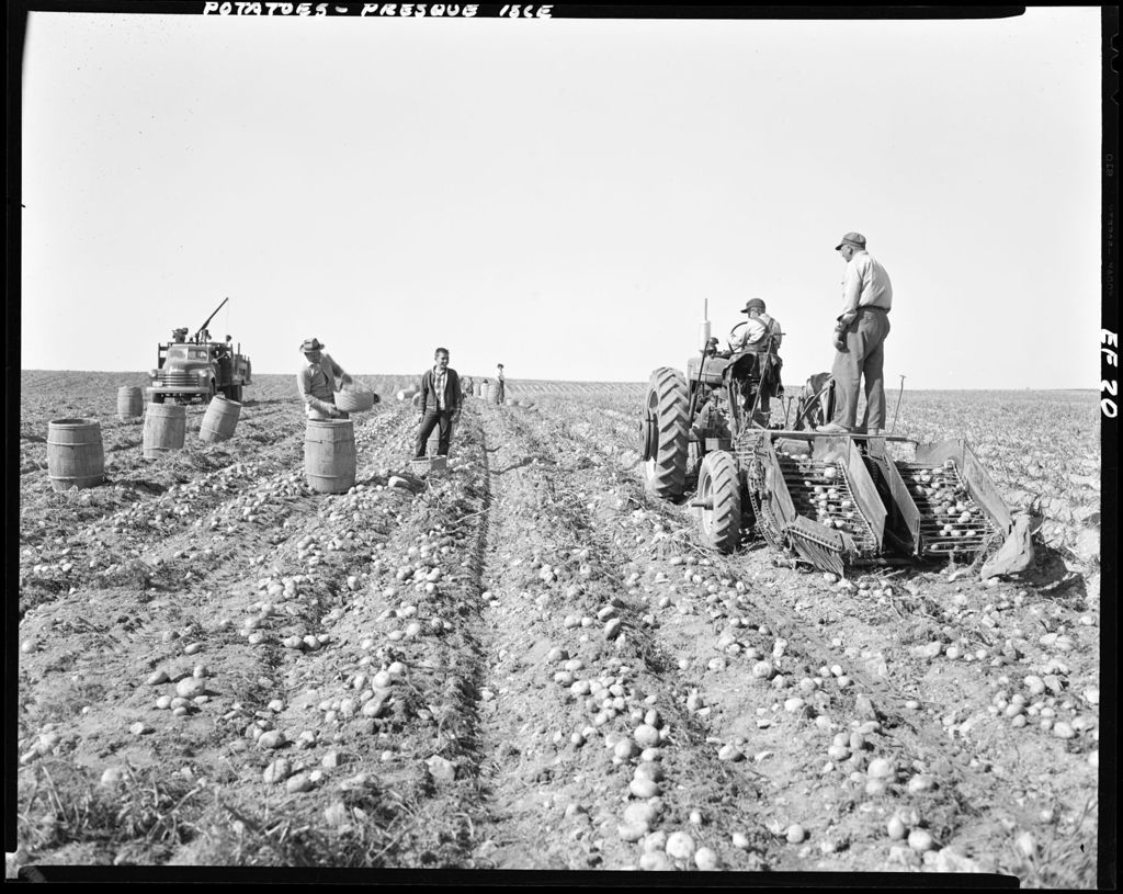 Miniature of Worker Using Tractor To Dig Potatoes While Others Harvest And Load Full Barrels Onto A Truck In Presque Isle